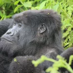 Gorilla tracking Rwanda in Volcanoes National Park