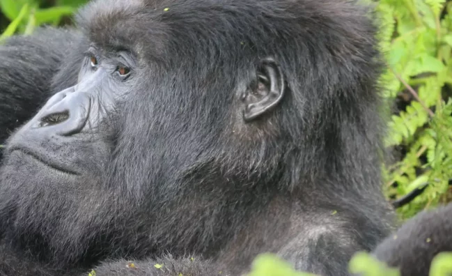 1 Day: Mountain Gorillas tracking in Rwanda