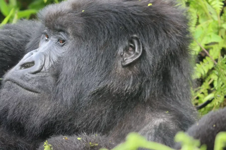 1 Day: Mountain Gorillas tracking in Rwanda