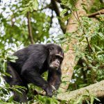 Gorilla trekking safaris and chimpanzee tracking in Uganda
