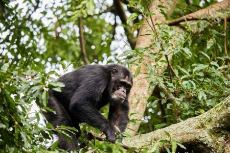 Gorilla trekking safaris and chimpanzee tracking in Uganda