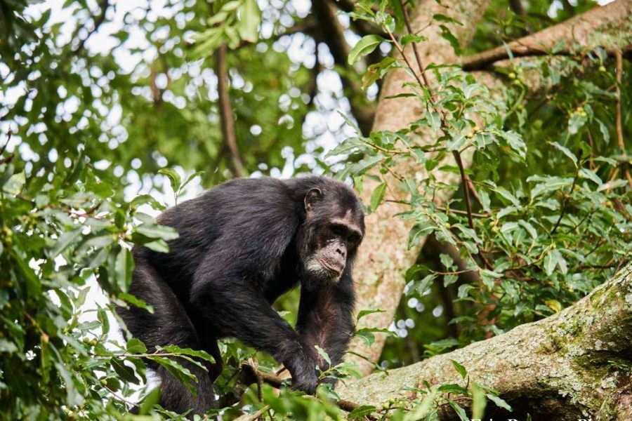Gorilla trekking safaris and chimpanzee tracking in Uganda