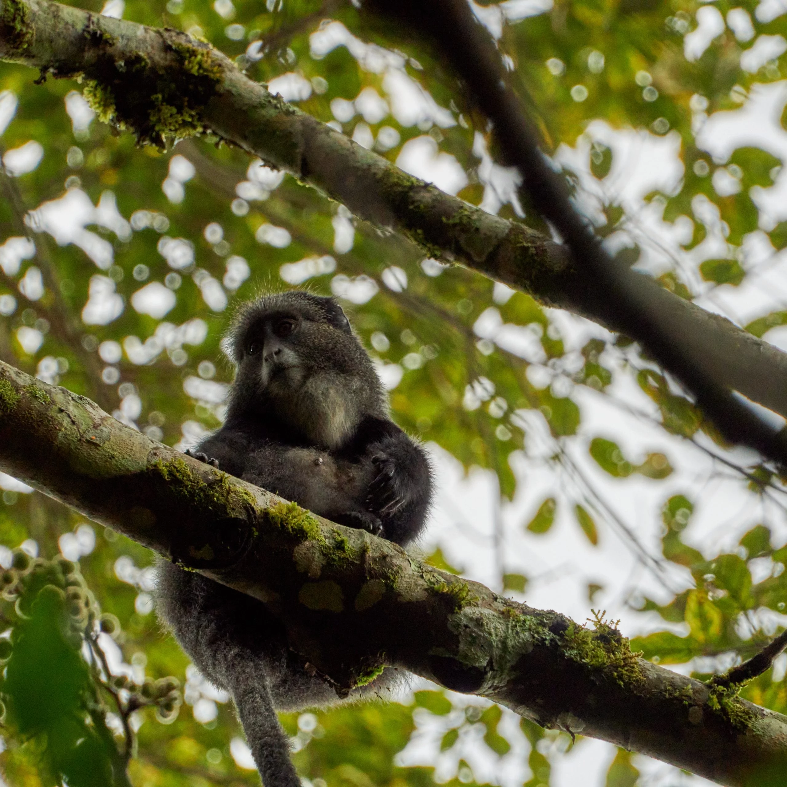 Gorilla Tracking in Uganda 5-Day Safari Adventure | Dino Africa
