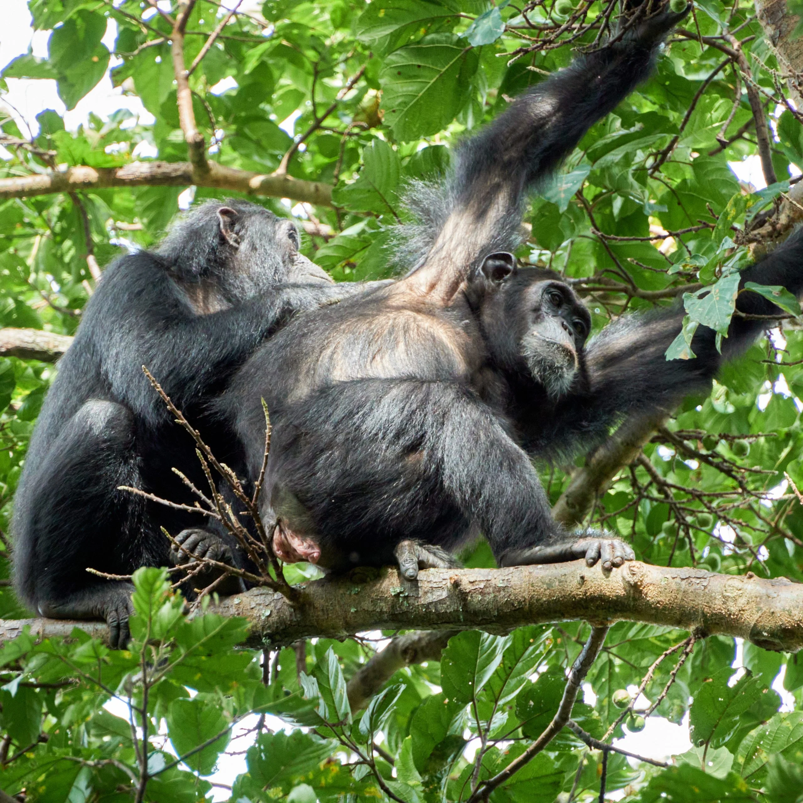 Gorilla Tracking in Uganda 5-Day Safari Adventure | Dino Africa