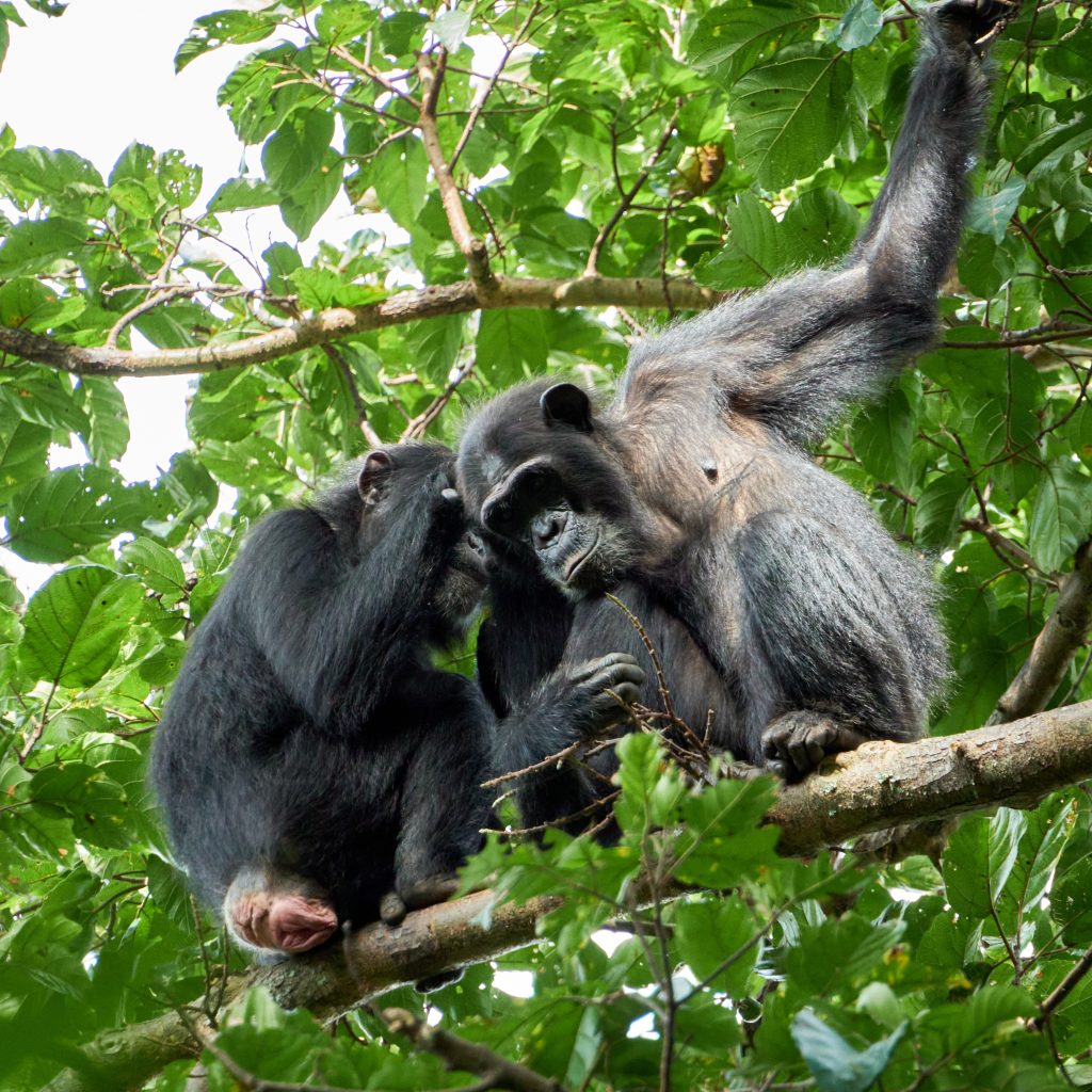 Nyungwe national Park, chimpanzee trekking 