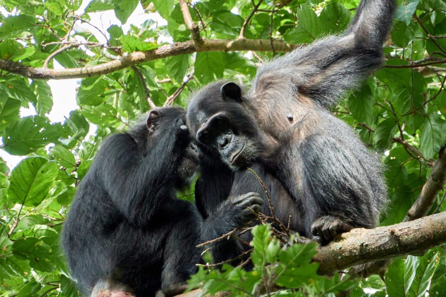 8 Days: Wildlife and primate adventure in Uganda