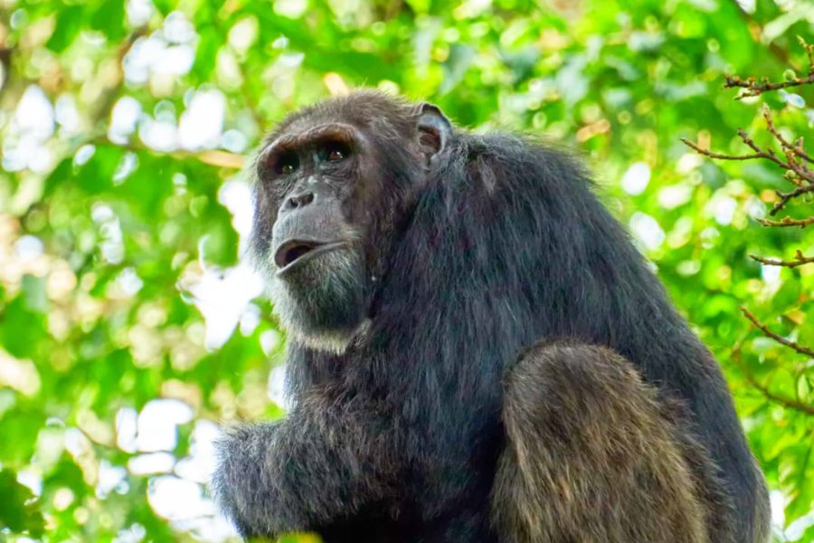 3 Days Chimpanzees and colobus Monkey tracking in Rwanda