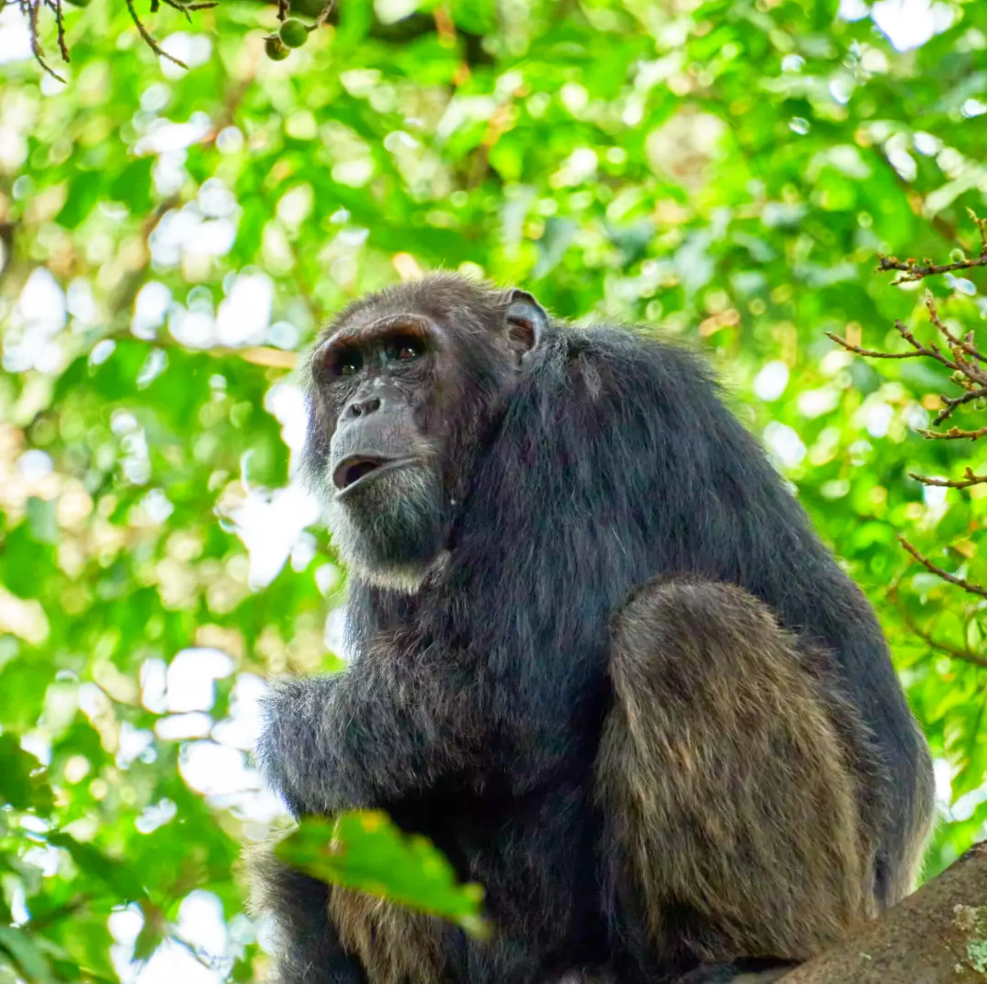 Gorilla Tracking in Uganda 5-Day Safari Adventure | Dino Africa