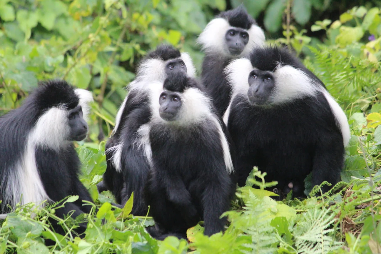 Chimpanzee trakking and wildlife safari in Uganda in 9 Days