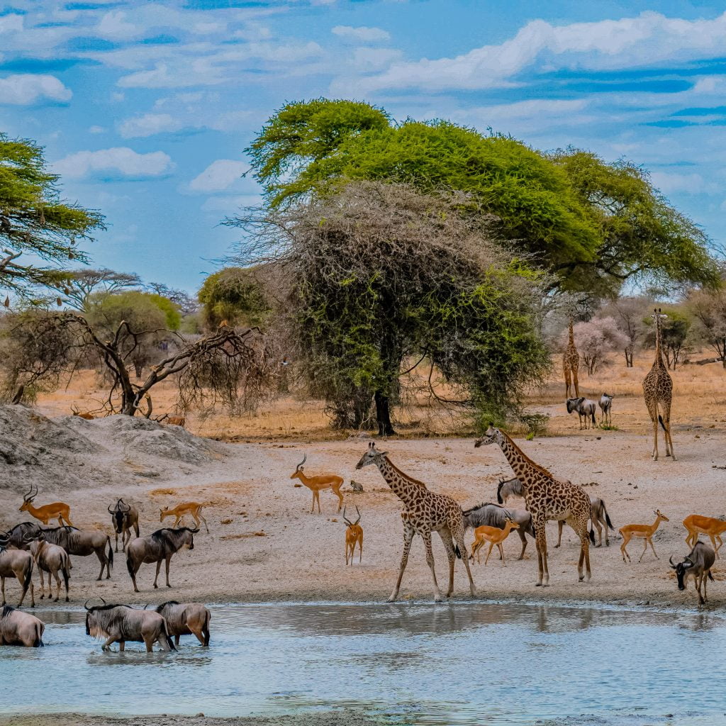 Kenya Wildlife Park
