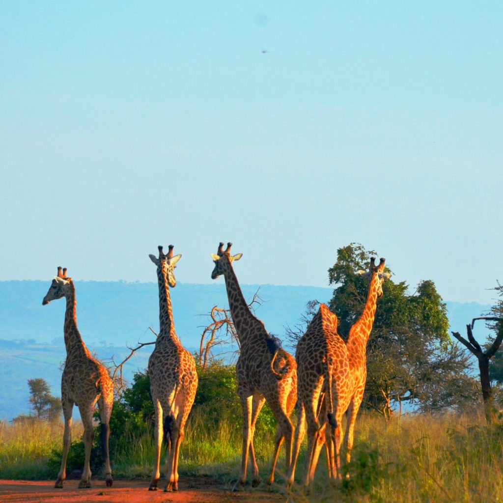 Group of giraffes crossing the plains of Akagera National Park