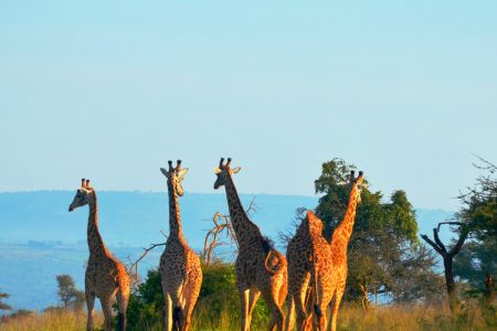 6 Days Wildlife experience safari in Kenya