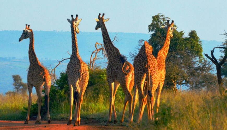 Kenya game view