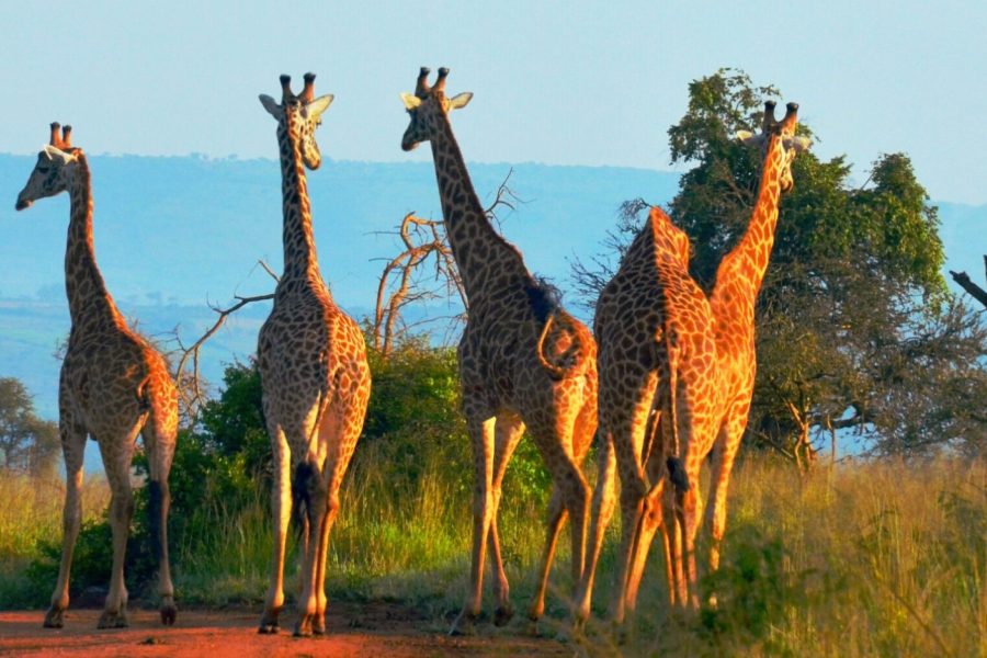 Group of giraffes crossing the plains of Akagera National Park