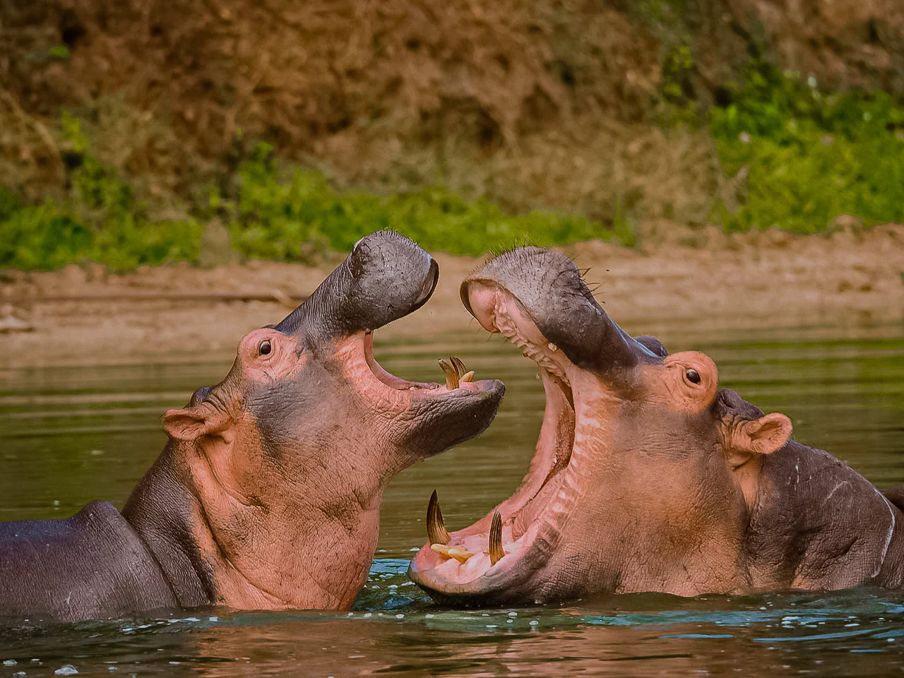 6 Days Wildlife experience safari in Kenya