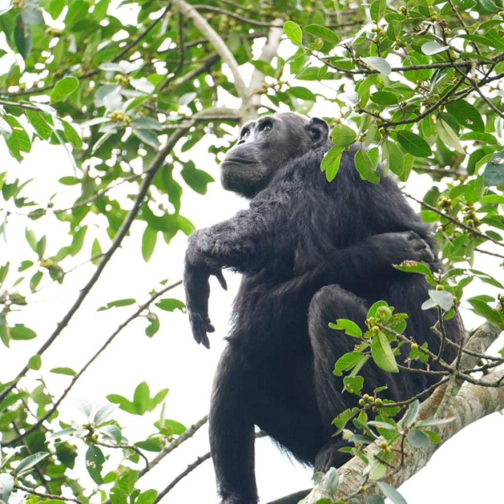 Uganda Wildlife Parks, Chimpanzee 
