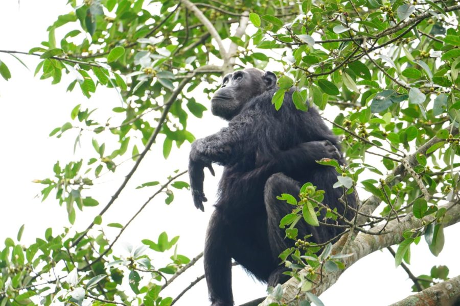 chimpanzee tracking in Nyungwe NP