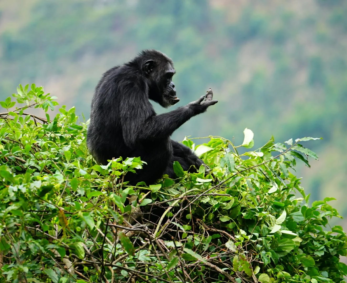 8 Days: Wildlife and primate adventure in Uganda