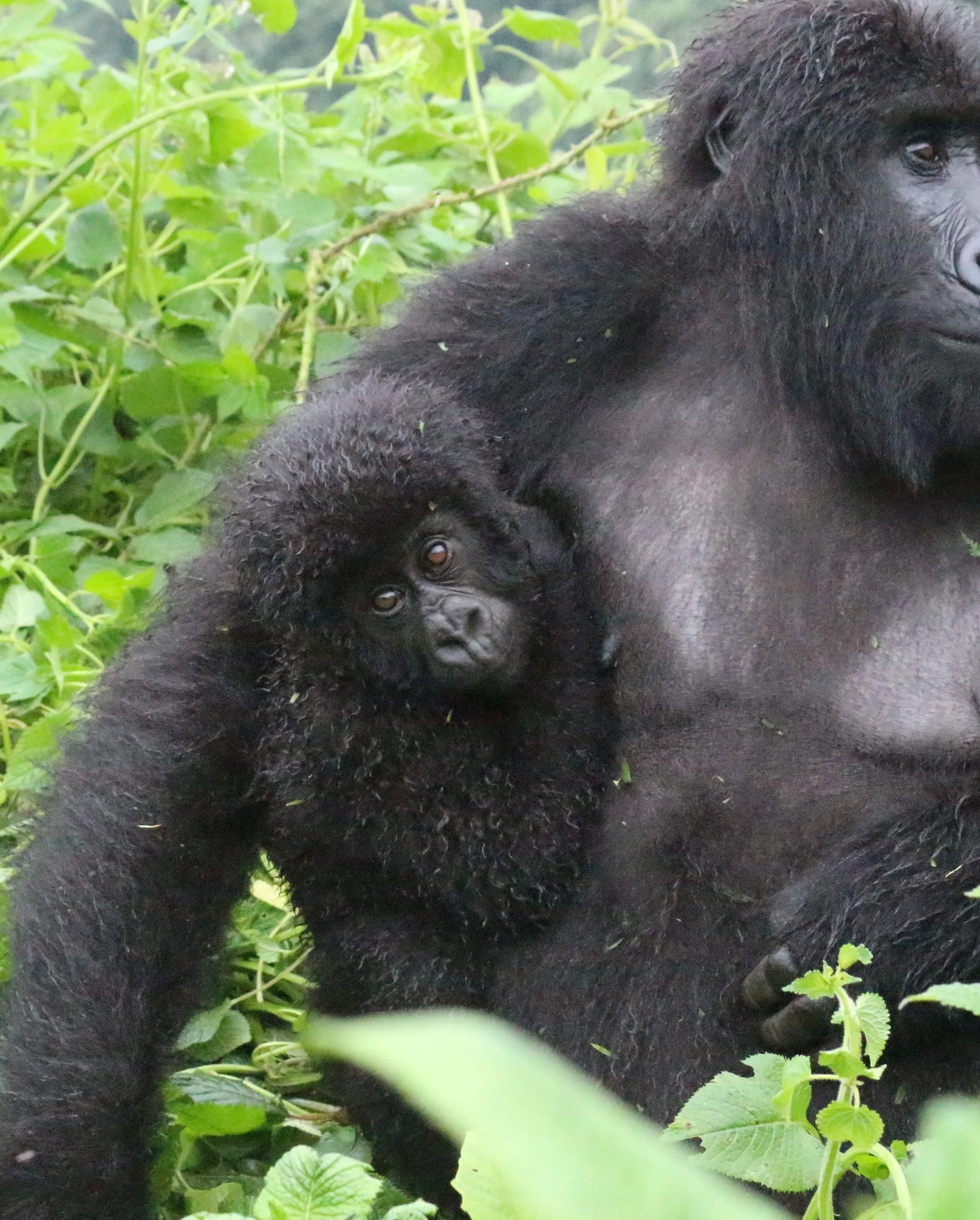 8 Days: Wildlife and primate adventure in Uganda