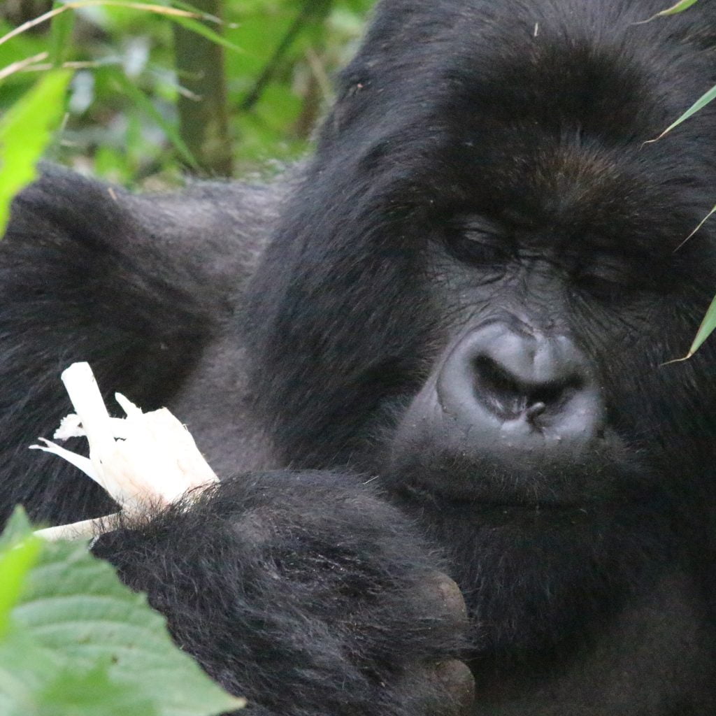 Chimpanzee trekking Uganda and Gorilla tracking