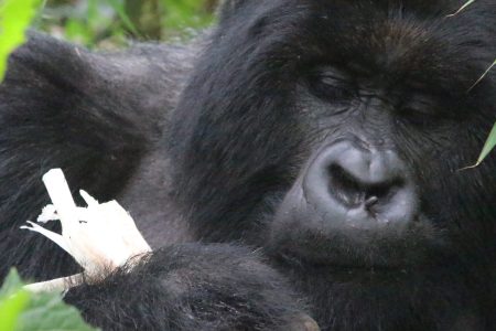 Gorilla tracking in Volcanoes National park in Rwanda