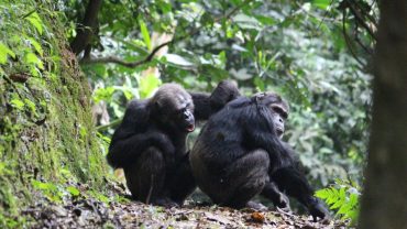 GISHWATI-MUKURA NATIONAL PARK