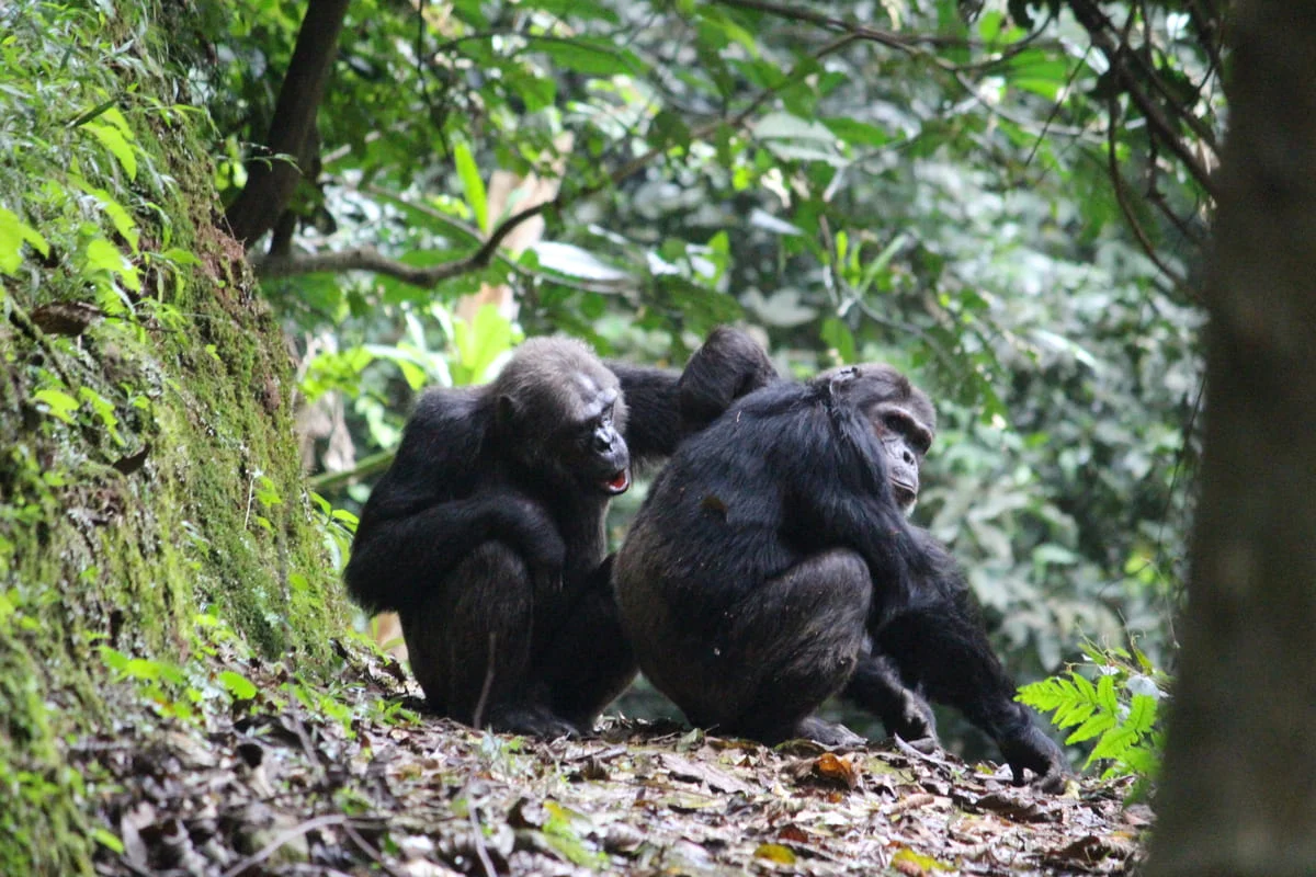 Chimpanzee trakking and wildlife safari in Uganda in 9 Days