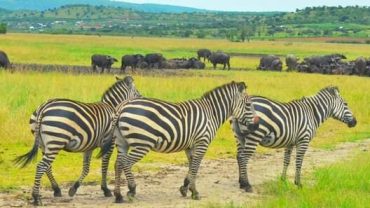 AKAGERA NATIONAL PARK