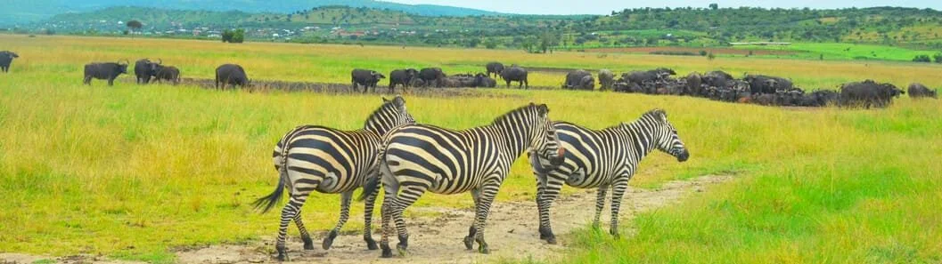 1 Day: Akagera wildlife safari in Rwanda