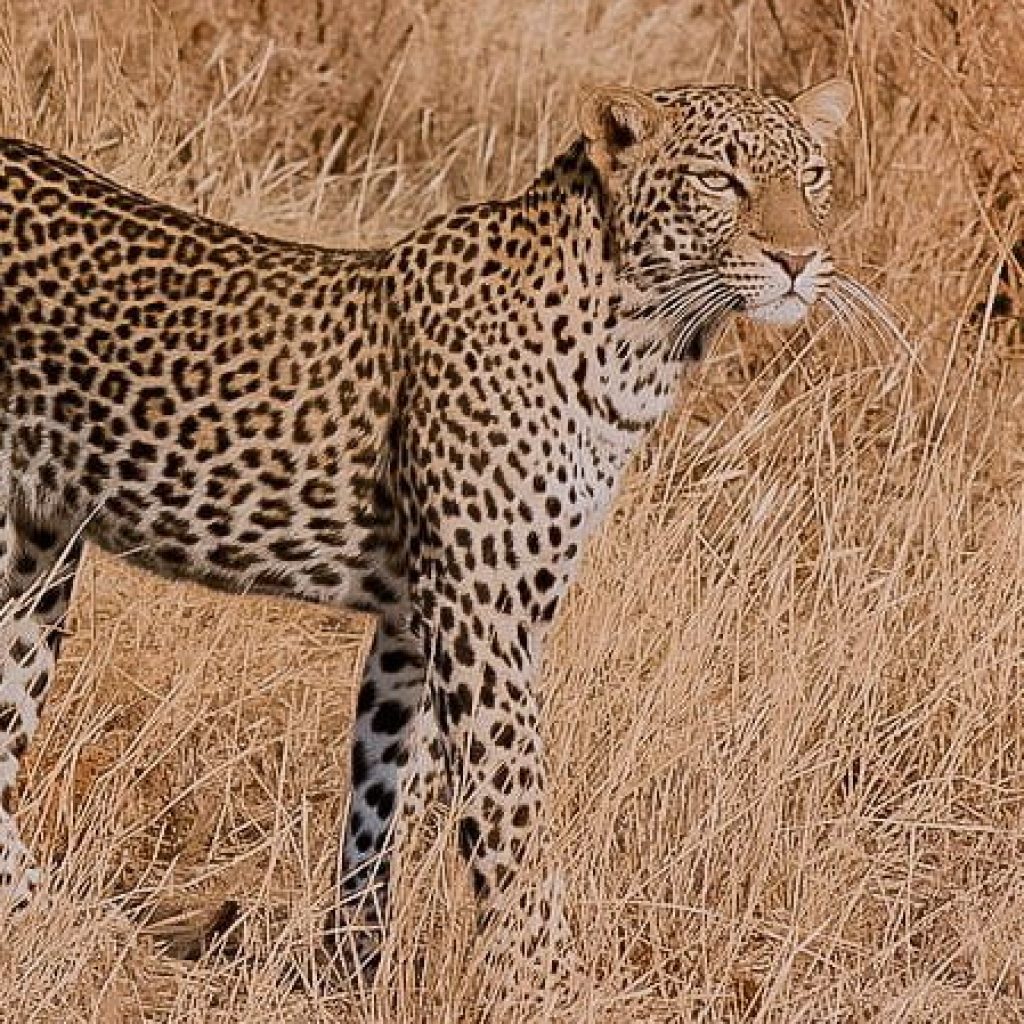leopard hunting wildebeest