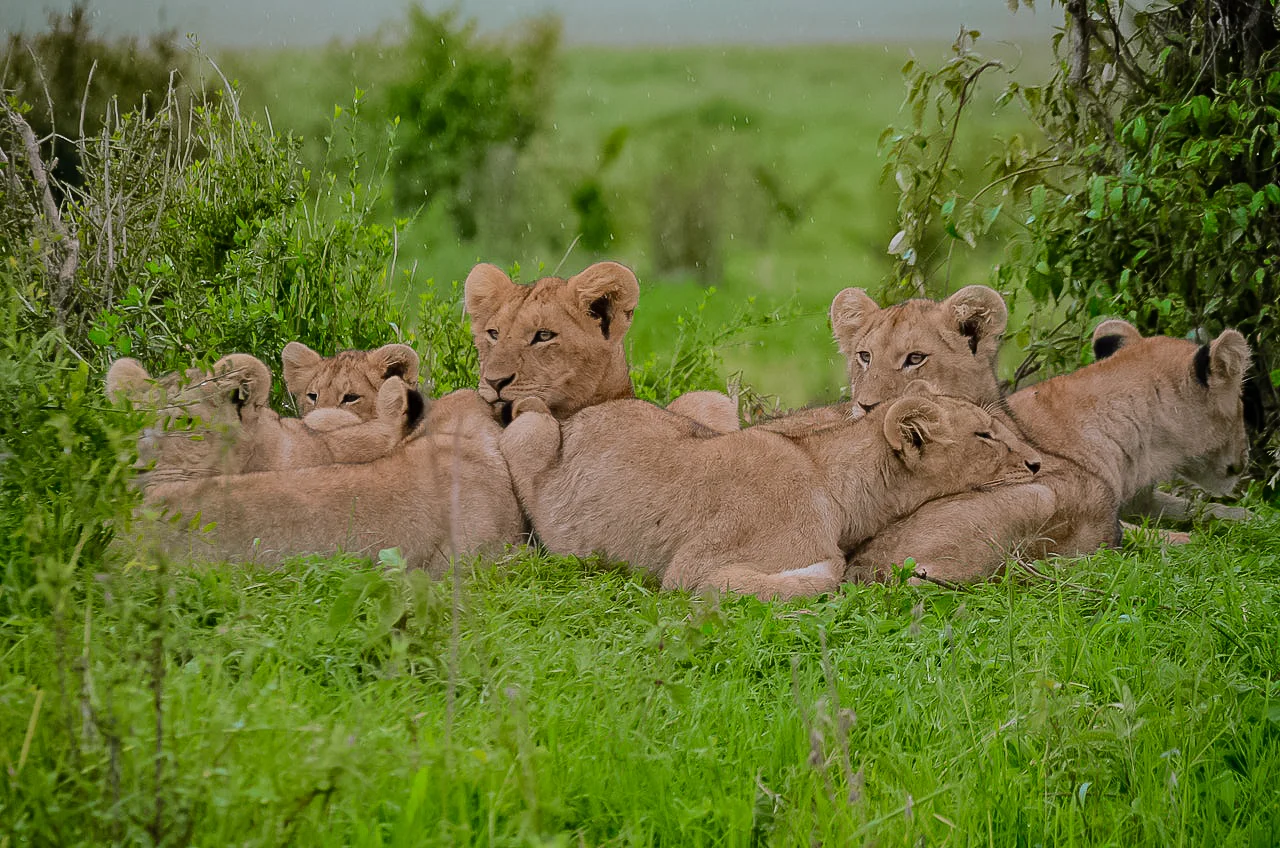 5 Days wildebeest migration safari in Tanzania