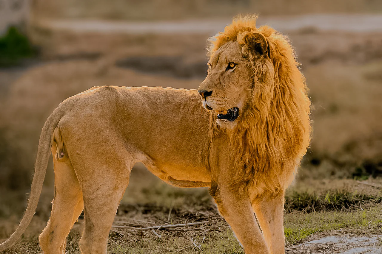 6 Days Wildlife experience safari in Kenya