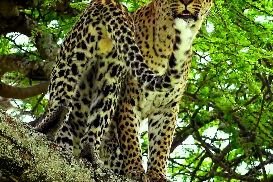 9 Days wildlife safari in Kenya