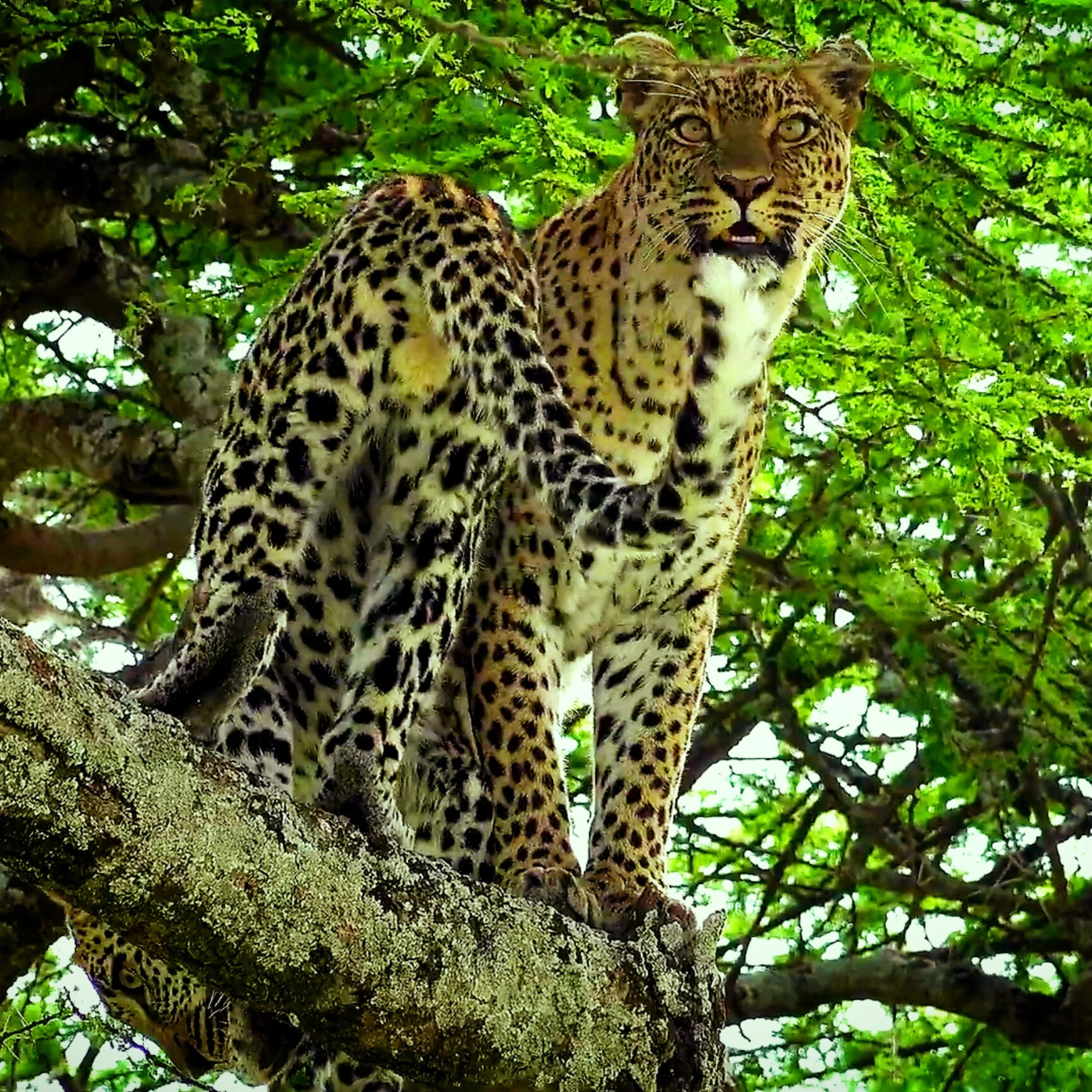 8 Days: Wildlife and primate adventure in Uganda