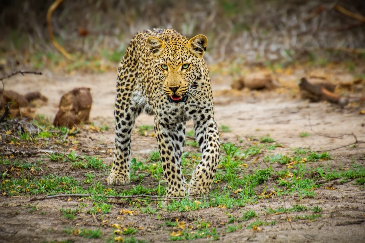 Chimpanzee trakking and wildlife safari in Uganda in 9 Days