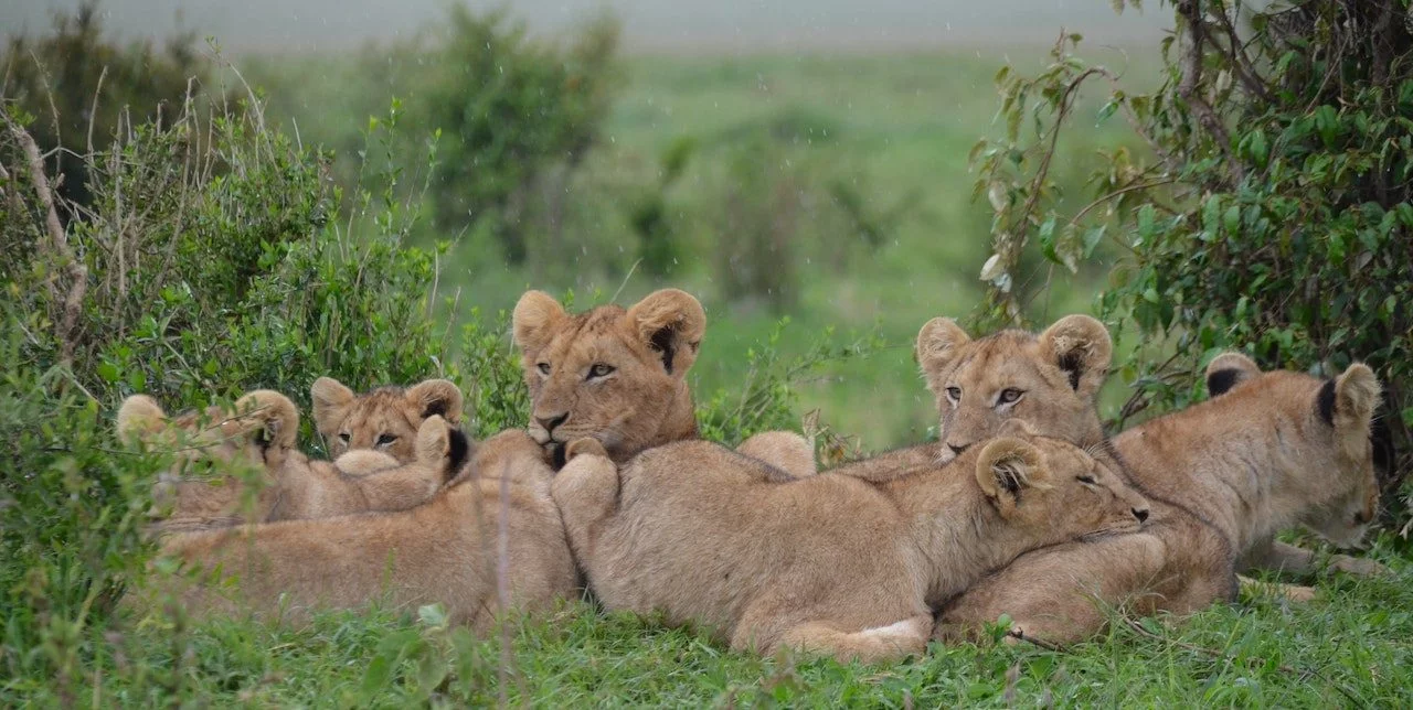 8 Days: Wildlife and primate adventure in Uganda