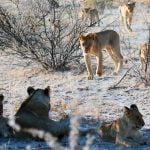 pride of lion as testify Wildlife safaris in queen Elisabeth national Park