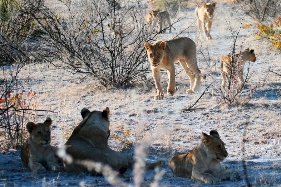 13 Days Wildlife safaris, primate adventure and culture discovery