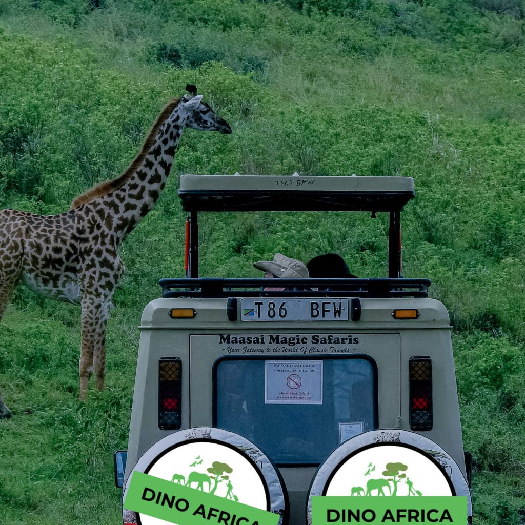Safari Game View