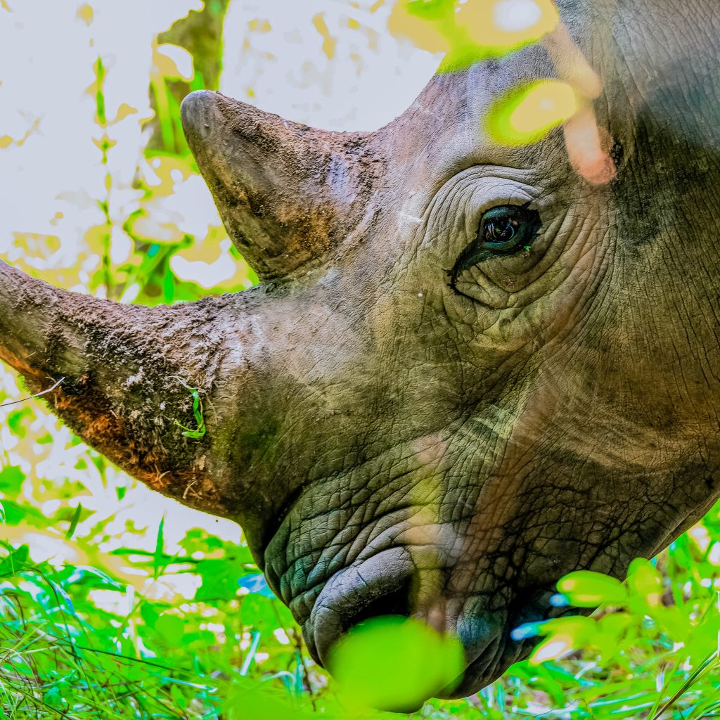 Uganda Wildlife Park