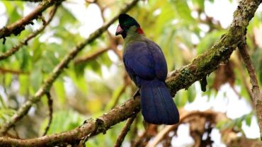 NYUNGWE NATIONAL PARK