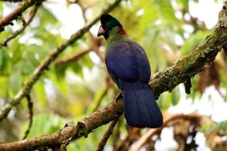 NYUNGWE NATIONAL PARK