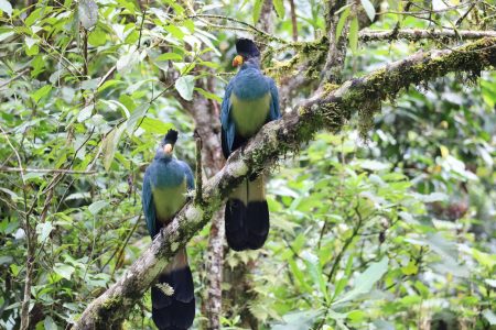 13 days of Bird watching safari in Rwanda