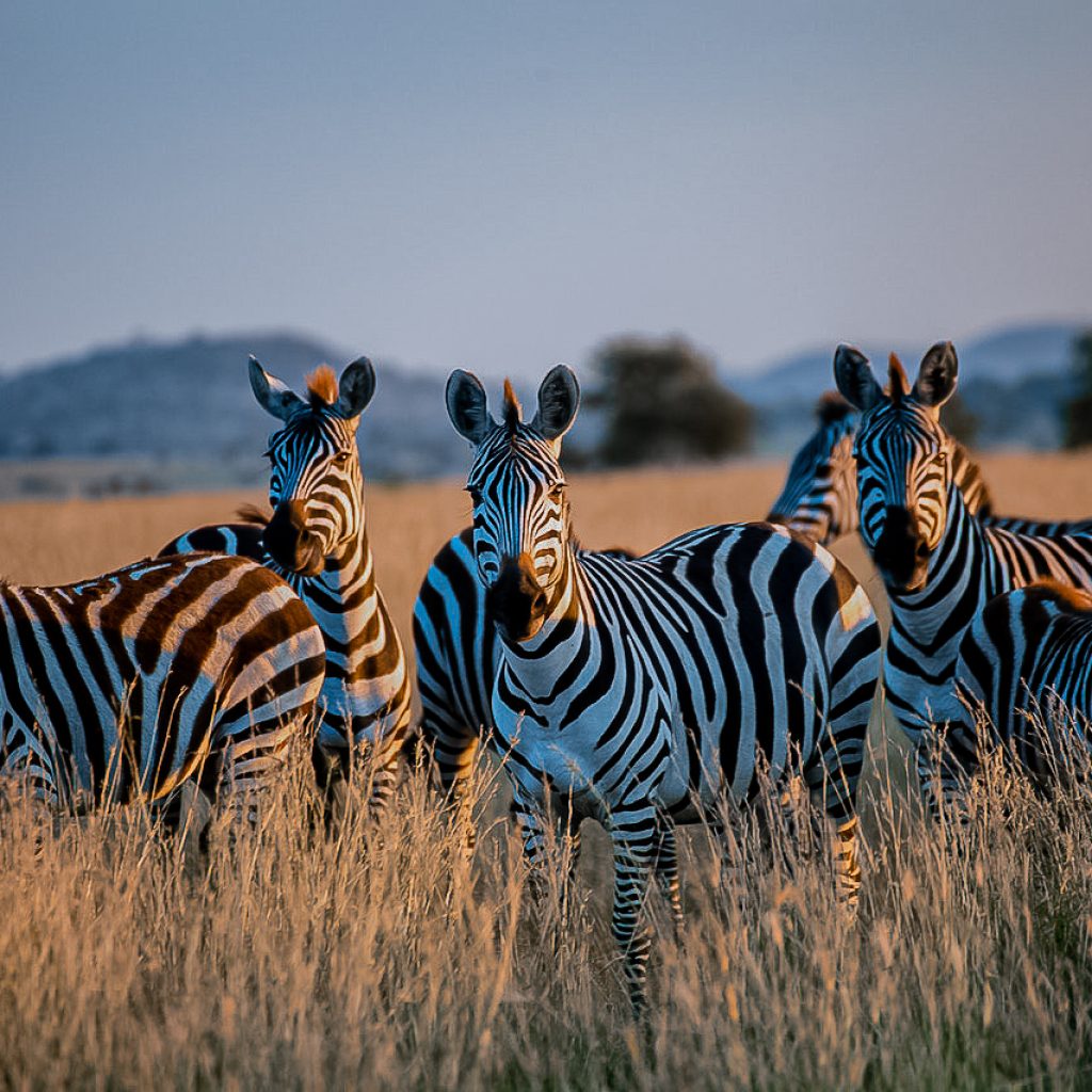 Kenya Wildlife Park, zebra