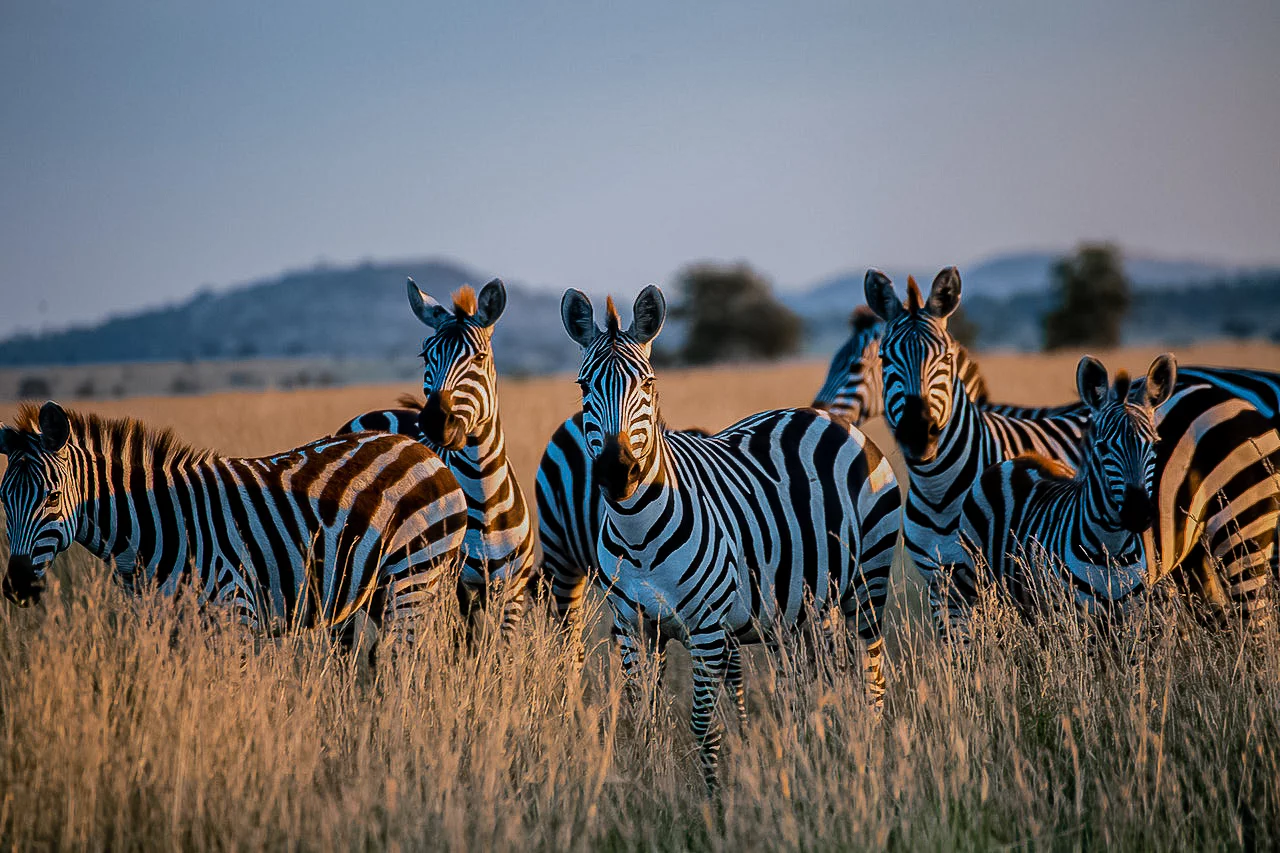 6 Days Wildlife experience safari in Kenya