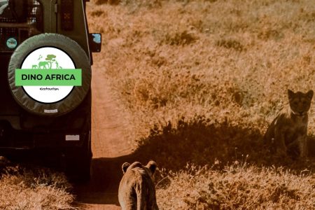 Primate Tracking Rwanda and other Wildlife spotted like lion near to the car