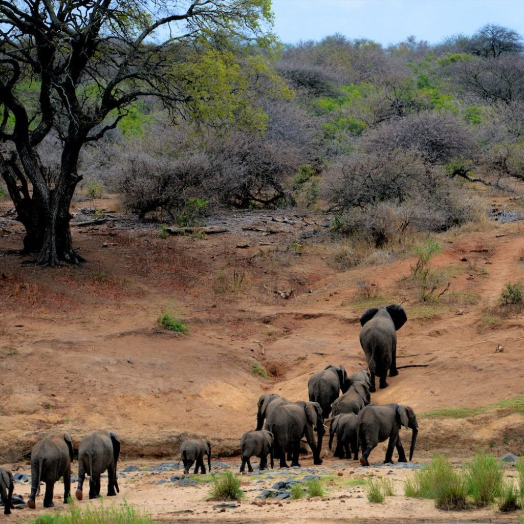 Uganda Wildlife Park