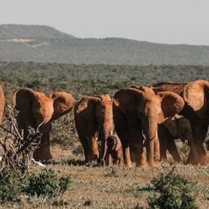 Elephant in Akagera National Park