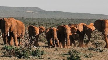Elephant in Akagera National Park