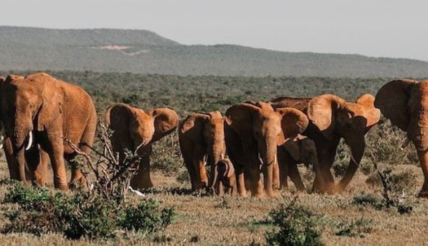 Elephant in Akagera National Park